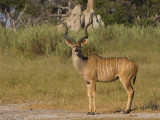 Greater Kudu - Grote Koedoe - Tragelaphus strepsiceros