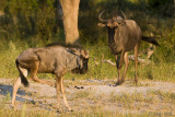 Blue Wildebeest - Blauwe Gnoe - Connochaetes taurinus