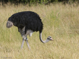 Common Ostrich - Struisvogel - Struthio camelus