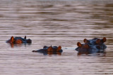 Hippopotamus - Nijlpaard - Hippopotamus amphibius