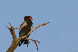 Bateleur - Terathopius ecaudatus