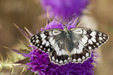 Lesbian Marbled White - Lesbisch Dambordje - Melanargia larissa lesbina