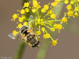 Eristalis Hoverfly - Kleine Bijvlieg - Eristalis arbustorum