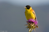 Black-headed Bunting - Zwartkopgors - Emberiza melanocephala
