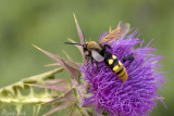 Mammoth Wasp - Oostelijke Dolkwesp - Scolia flavifrons