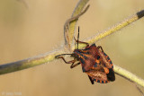 Carpocoris mediterraneus