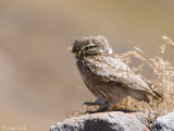 Little Owl - Steenuil - Athene noctua