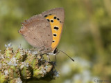 Small Copper - Kleine Vuurvlinder - Lycaena phlaeas