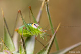 Poecilimon mytilenensis brevissimus