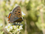 Small Copper - Kleine Vuurvlinder - Lycaena phlaeas