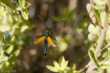 Longhorn Beetle - Paracorymbia pallidipennis