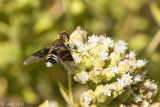 Mottled Bee-Fly - Vensterrouwzwever - Thyridanthrax fenestratus
