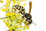 Polistes spec - Veldwesp