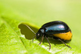 Alder Leaf Beetle - Elzenhaantje - Agelastica alni