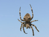 Garden Spider - Kruisspin - Araneus diadematus