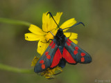 Six-spot Burnet - Sint Jansvlinder - Zygaena filipendulae