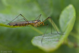 Tiger Cranefly - Langpootmug - Nephrotoma flavipalpis