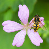 Brindled Hoverfly - Gewone Pendelvlieg - Helophilus pendulus