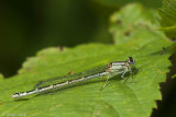 Common Blue Damselfy - Watersnuffel - Enallagma cyathigerum