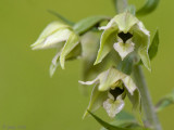 Broad-leaved Helleborine - Breedbladige Wespenorchis - Epipactis helleborine