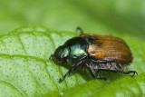 Garden chafer - Rozenkever - Phyllopertha horticola
