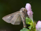 Silver Y - Gamma uil - Autographa gamma