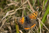 Small Copper - Kleine Vuurvlinder - Lycaena phlaeas