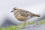 Eurasian Dotterel - Morinelplevier - Charadrius morinellus