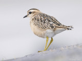 Eurasian Dotterel - Morinelplevier - Charadrius morinellus