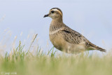 Eurasian Dotterel - Morinelplevier - Charadrius morinellus