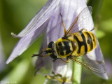 Hoverfly -Doodshoofdzweefvlieg - Myathropa florea