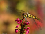 Moustached Darter - Steenrode Heidelibel - Sympetrum vulgatum