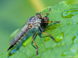 Robber Fly - Zwartdijroofvlieg - Paritamus geniculatus