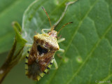 Parent Bug - Berkenwants - Elasmucha grisea