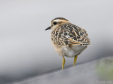 Eurasian Dotterel - Morinelplevier - Charadrius morinellus