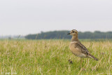 Eurasian Dotterel - Morinelplevier - Charadrius morinellus