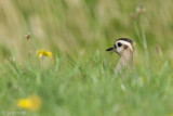 Eurasian Dotterel - Morinelplevier - Charadrius morinellus