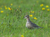 Eurasian Dotterel - Morinelplevier - Charadrius morinellus