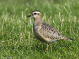Eurasian Dotterel - Morinelplevier - Charadrius morinellus