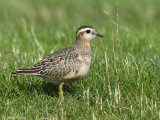 Eurasian Dotterel - Morinelplevier - Charadrius morinellus