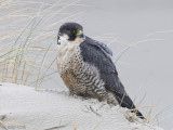 Peregrine - Slechtvalk - Falco peregrinus