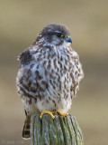 Merlin - Smelleken - Falco columbarius