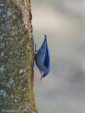 Velvet-fronted Nuthatch - Pluchekapboomklever - Sitta frontalis