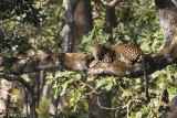 Leopard - Luipaard - Panthera pardus