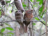 Sri Lanka Frogmouth - Ceylonkikkerbek - Batrachostomus moniliger