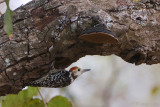 Yellow-crowned Woodpecker - Indische Bonte Specht - Dendrocopos mahrattensis