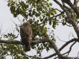 Oriental Honey-Buzzard - Aziatische Wespendief - Pernis ptilorhynchus