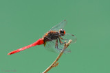 Brown-backed Red Marsh Hawk - Orthetrum chrysis