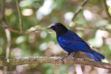 Malabar Whistling Trush - Malabarfluitlijster - Myophonus horsfieldii