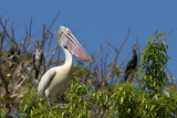 Spot-billed Pelican - Grijze Pelikaan - Pelecanus philippensis